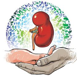 Cadaver kidney donation