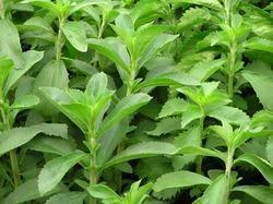 Stevia leaves used as natural sweeteners