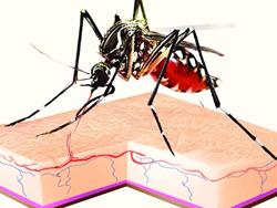Some patients of Dengue may not have fever, warns AIIMS